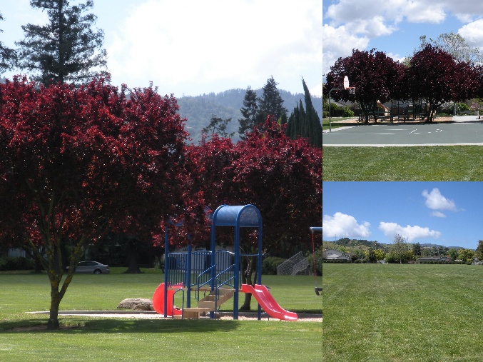 Hoover Park Collage