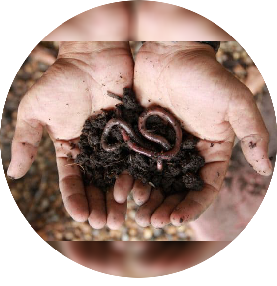 Vermicomposting