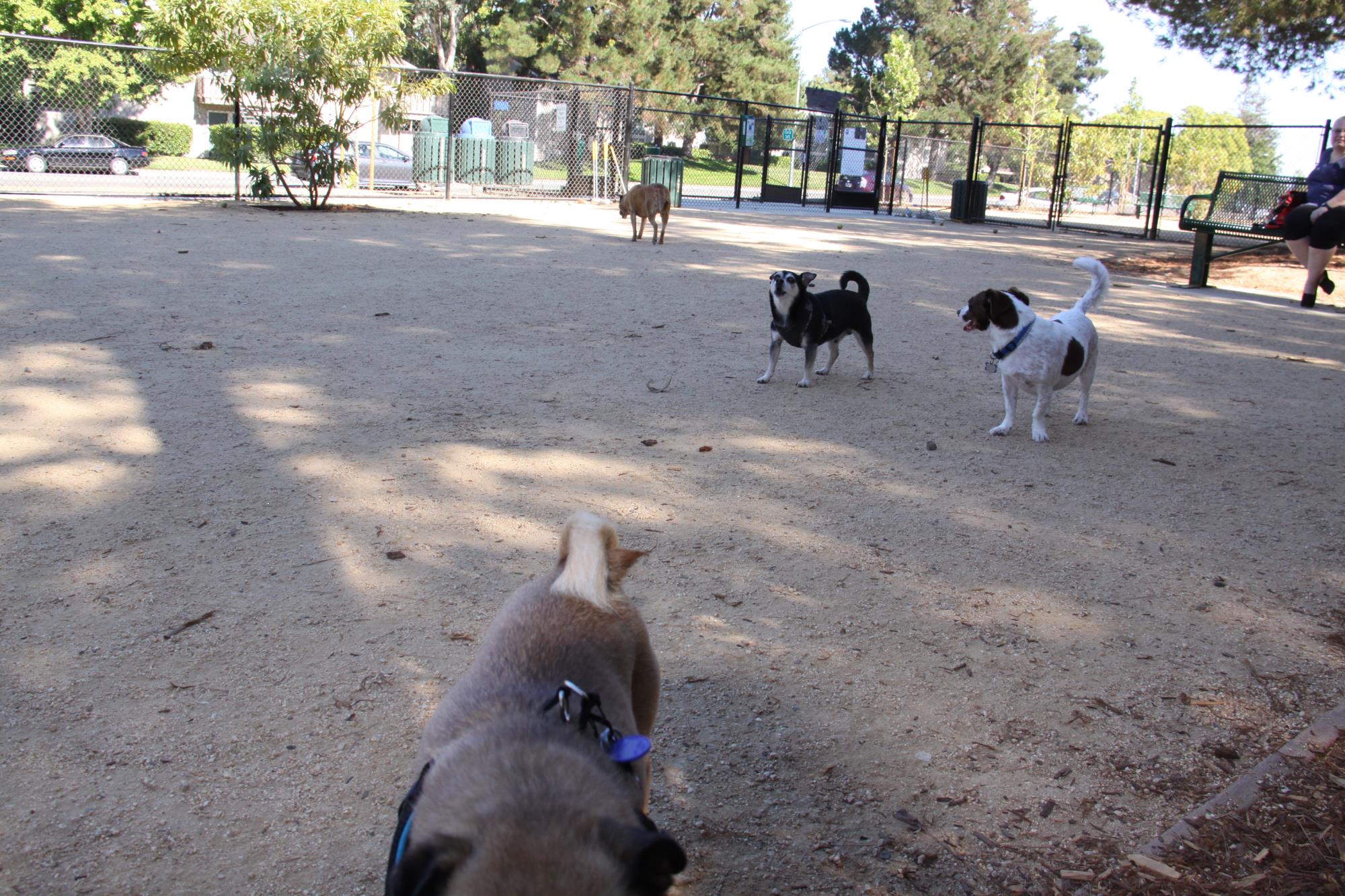 Dog Playing at the Mary Avenue Dog Park