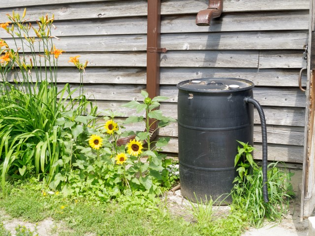 rain barrel