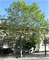 platanus