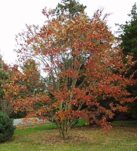 Lagerstromia_indica