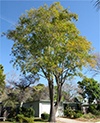 Fraxinus_uhdei