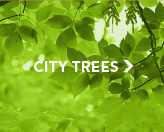 City Trees