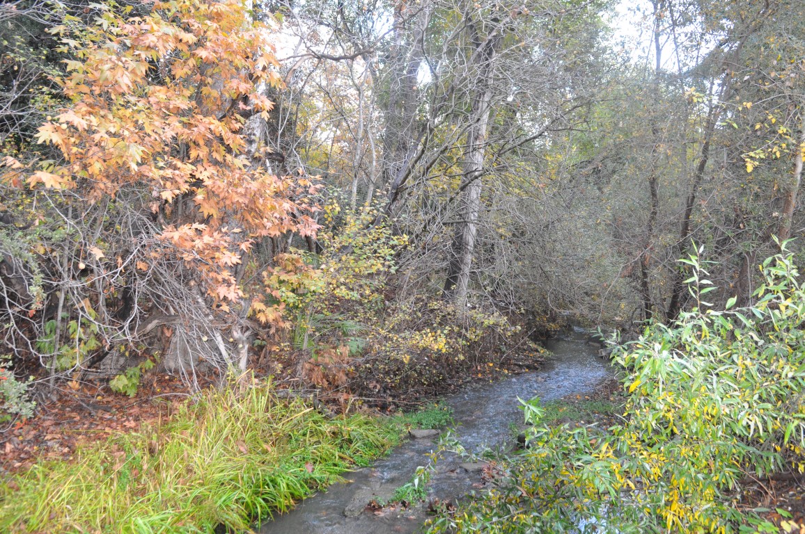 Stevens Creek Fall 